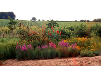 F&auml;rbegarten