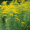 Kanadische Goldrute Solidago canadensis