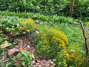 Färberwaid im Gemeinschaftsgarten Michelstadt Waidanbau