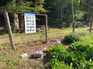 Waidangebote im Gemeinschaftsgarten