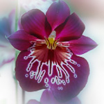 Meine neue Orchidee