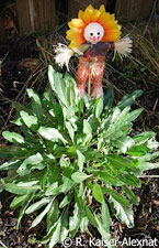 F&auml;rberwaid in meinem Garten