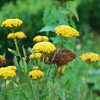 Gelbe Schafgarbe Achillea filipendulina