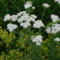 Schafgarbe Achillea millefolium