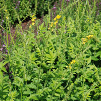 Odermennig Agrimonia eupatoria
