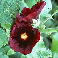 Stockrose Alcea rosea