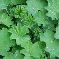 Frauenmantel Alchemilla vulgaris