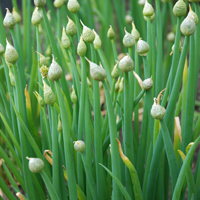 Küchenzwiebel Allium cepa