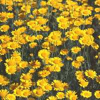 Färberkamille Anthemis tinctoria