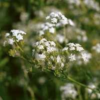 Wiesenkerbel Anthriscus sylvestris