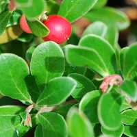 Bärentraube Arctostaphylos uva-ursi