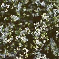 Färbermeister Asperula tinctoria