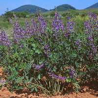 Färberhülse Baptisia australis