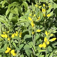 Falscher Indigo Baptisia tinctoria