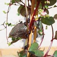 Indischer Spinat Basella rubra