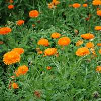 Ringelblume Calendula officinalis