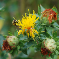 Färberdistel Carthamus tinctorius
