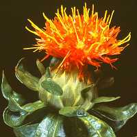 Färberdistel Carthamus tinctorius