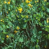 Schöllkraut Chelidonium majus