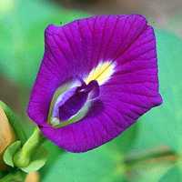 Schamblume Clitoria ternatea