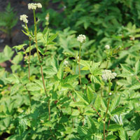 Echtes Mädesüß Filipendula ulmaria