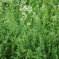 Wiesenlabkraut Galium mollugo