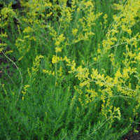 Echtes Labkraut Galium verum