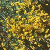 Färberginster Genista tinctoria