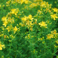 Johanniskraut Hypericum perforatum