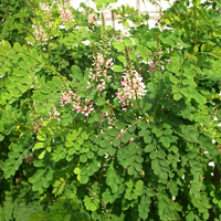 Indigostrauch Indigofera tinctoria