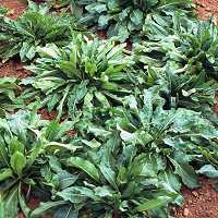 Färberwaid Isatis tinctoria