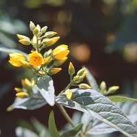 Gilbweiderich Lysimachia vulgaris