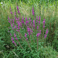 Blutweiderich Lythrum salicaria