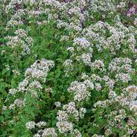 Echter Dost Origanum vulgare