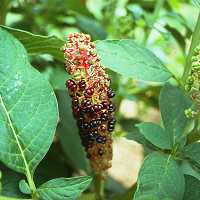 Amerikanische Kermesbeere Phytolacca americana