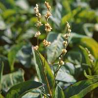 Färberknöterich Polygonum tinctorium