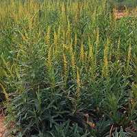 Färberwau Reseda luteola