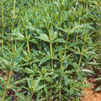 Färberröte Rubia tinctorum