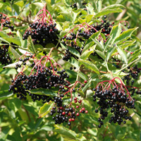 Schwarzer Holunder Sambucus nigra