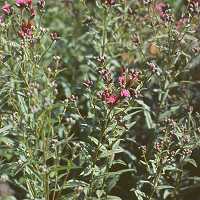 Färberscharte Serratula tinctoria