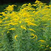Kanadische Goldrute Solidago canadensis