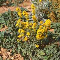 Echte Goldrute Solidago virgaurea