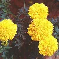 Tagetes Tagetes erecta