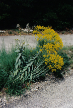 Blühende Waidpflanze in Südfrankreich Blühende Waidpflanze in Südfrankreich