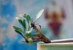 Waidbonsai