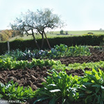 Dyer’s woad (in front) in my parent’s garden