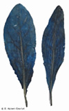 Treated leaves of woad with unveiled indigo
