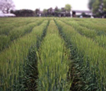 Barley collection in Japan