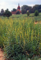 Dyer’s weld at the 'Geilweilerhof'