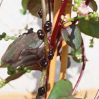 Christmas surprise: Malabar spinach